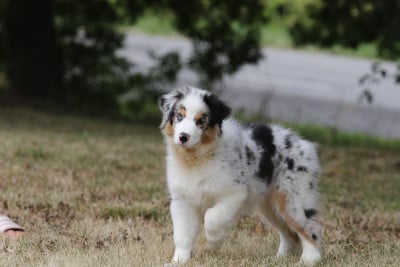 Les chiots de Berger Australien