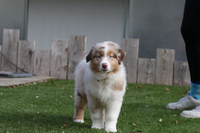Les chiots de Berger Australien