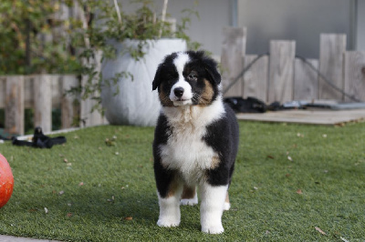 Les chiots de Berger Australien