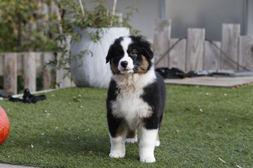 Berger Australien - Des Canailles De La Bergerie