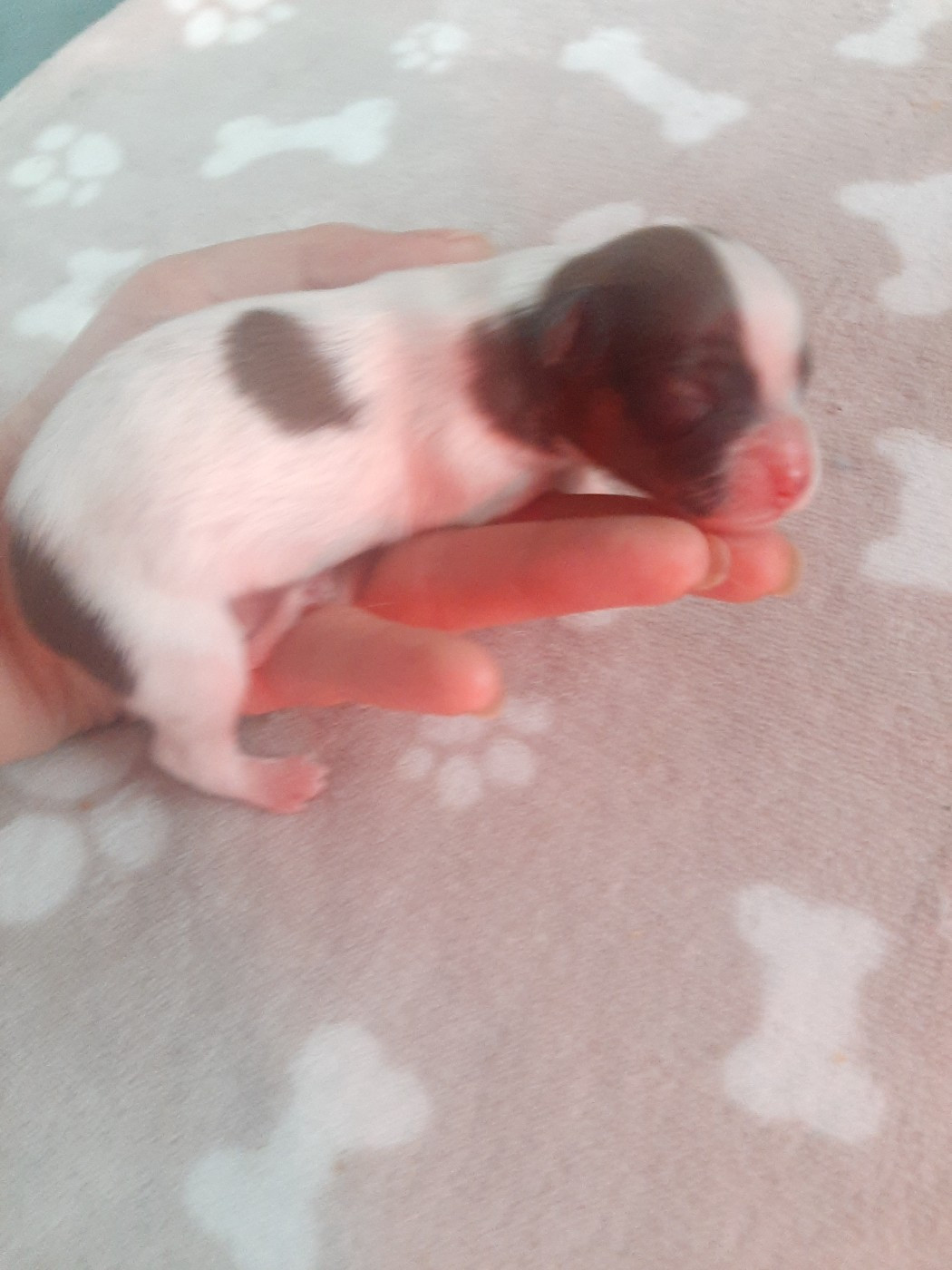 Epagneul nain Continental (Papillon) - Du Val De La Reine