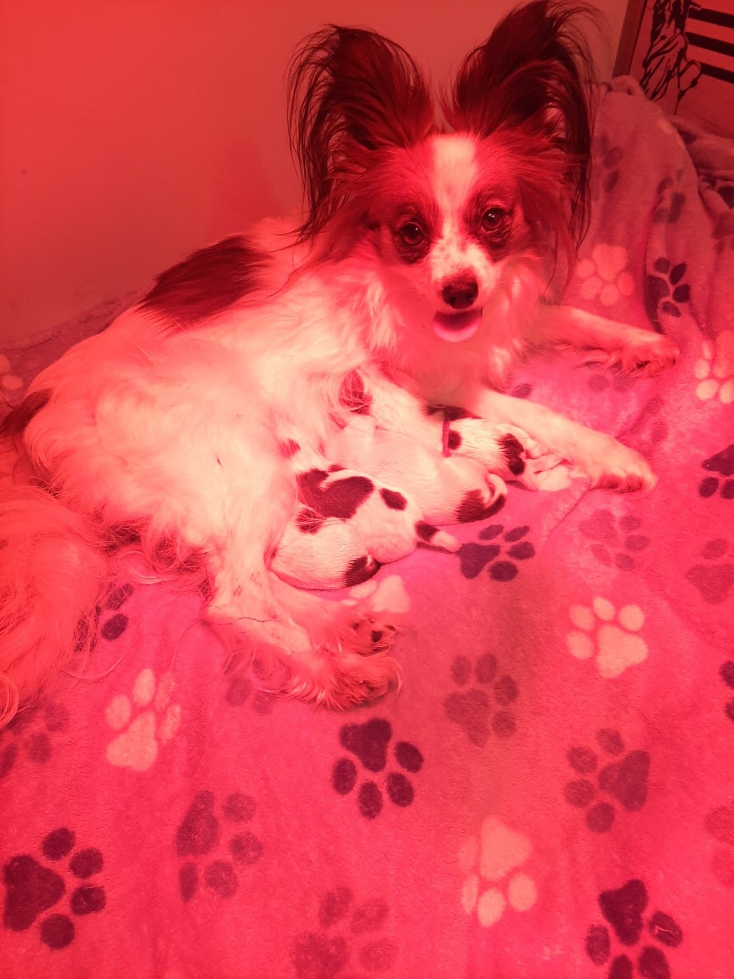 Epagneul nain Continental (Papillon) - Du Val De La Reine