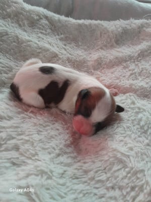 Les chiots de Epagneul nain Continental (Papillon)