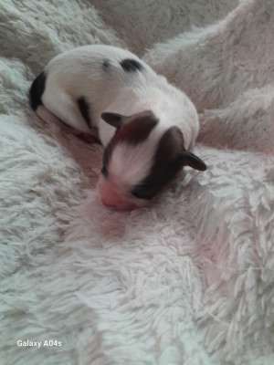 Les chiots de Epagneul nain Continental (Papillon)