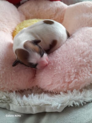 Les chiots de Epagneul nain Continental (Papillon)