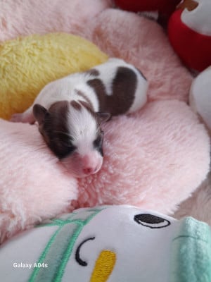 Les chiots de Epagneul nain Continental (Papillon)