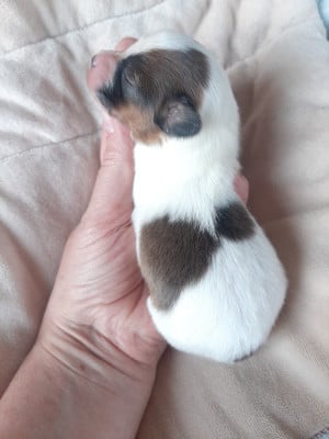 Les chiots de Epagneul nain Continental (Papillon)