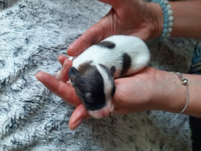 Les chiots de Epagneul nain Continental (Papillon)