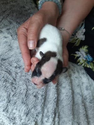 Les chiots de Epagneul nain Continental (Papillon)