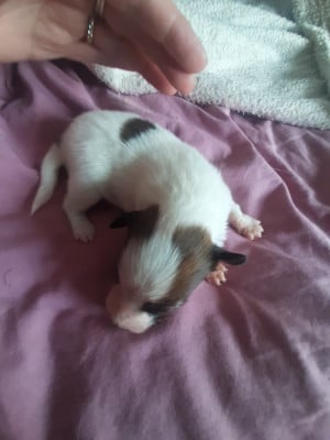 Les chiots de Epagneul nain Continental (Papillon)