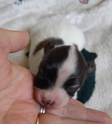 Les chiots de Epagneul nain Continental (Papillon)