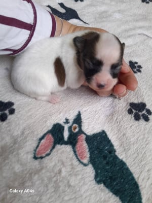 Les chiots de Epagneul nain Continental (Papillon)