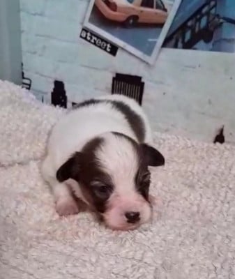 Les chiots de Epagneul nain Continental (Papillon)
