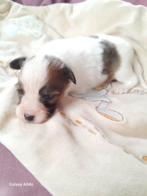 Les chiots de Epagneul nain Continental (Papillon)