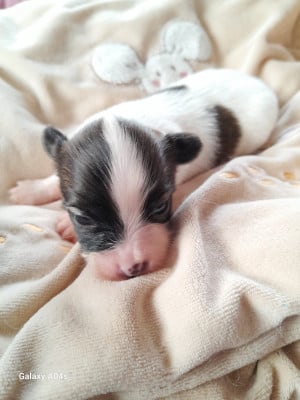 Les chiots de Epagneul nain Continental (Papillon)