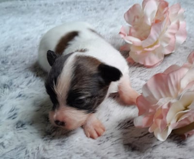 Les chiots de Epagneul nain Continental (Papillon)