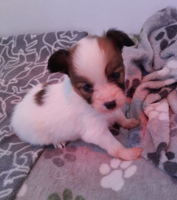 Les chiots de Epagneul nain Continental (Papillon)