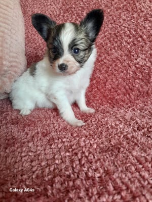 Les chiots de Epagneul nain Continental (Papillon)