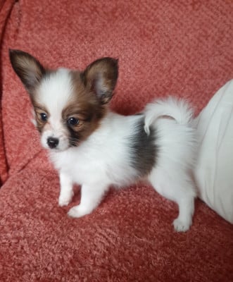 Les chiots de Epagneul nain Continental (Papillon)