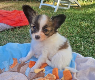 Les chiots de Epagneul nain Continental (Papillon)
