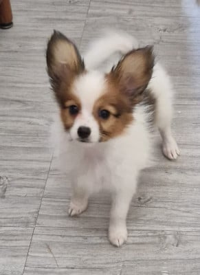 Les chiots de Epagneul nain Continental (Papillon)