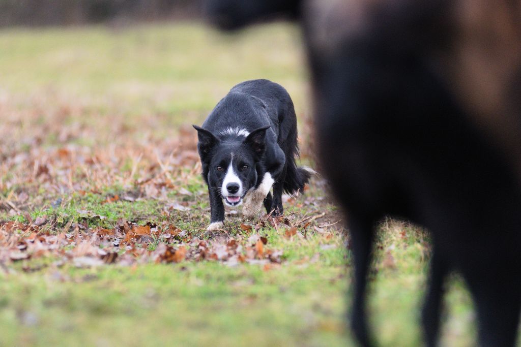 Dorka's Spirit Sookie