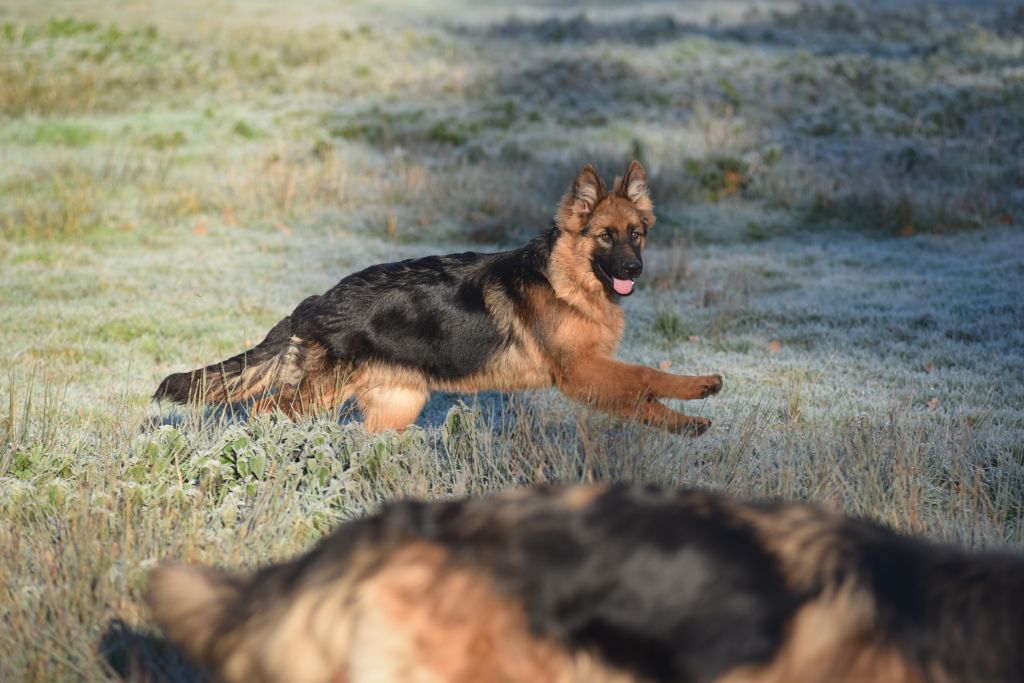 Dorka's Spirit Rikkie