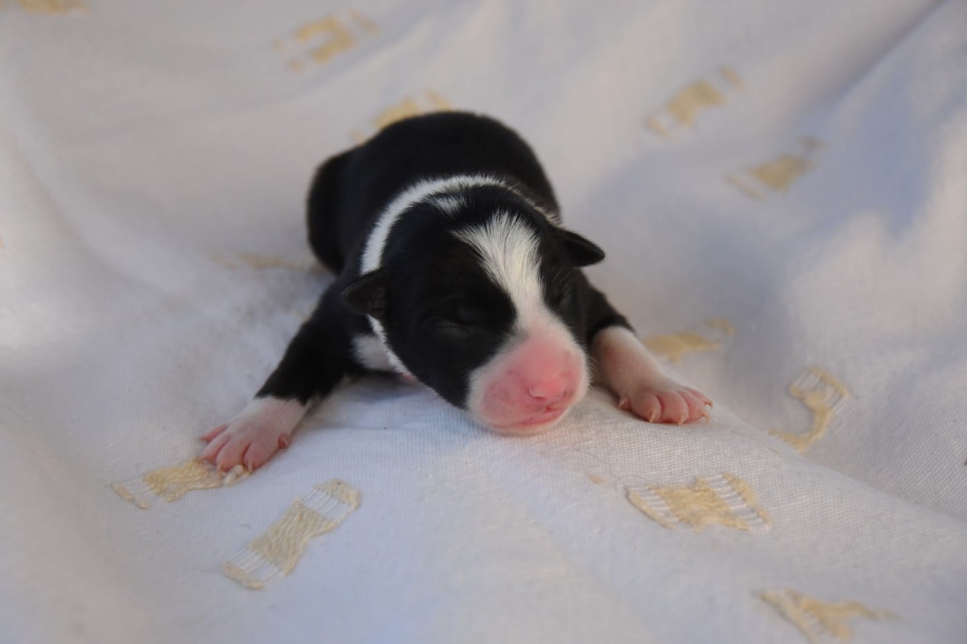 Femelle 1 - Border Collie