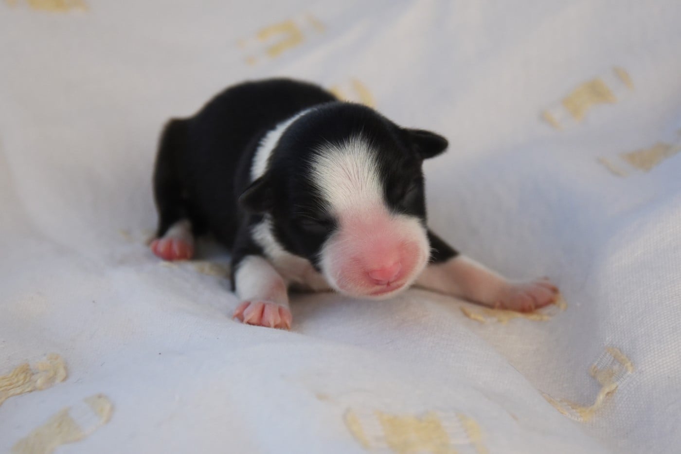 Femelle 2 - Border Collie