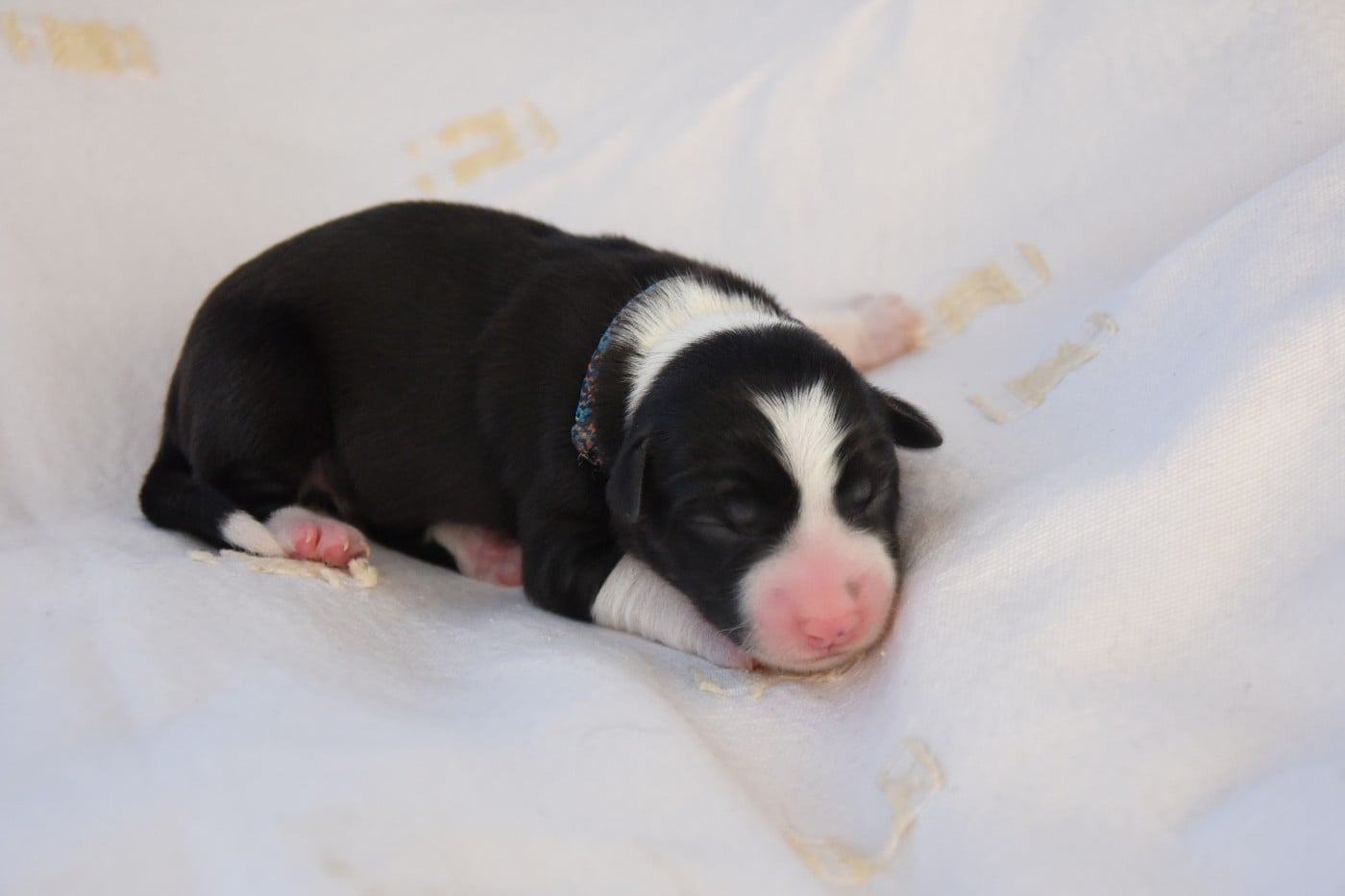 Femelle 4 - Border Collie