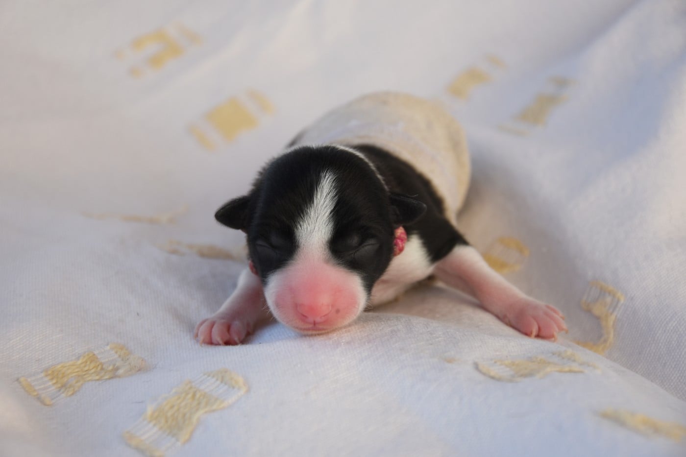 Femelle 5 - Border Collie