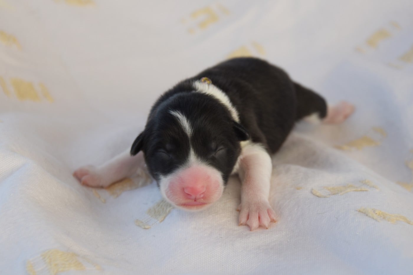 Femelle 6 - Border Collie