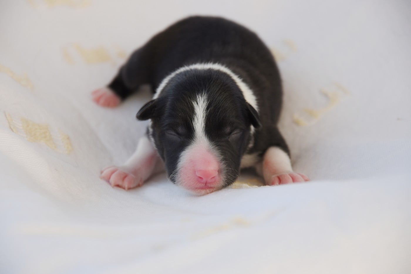 Mâle 1 - Border Collie