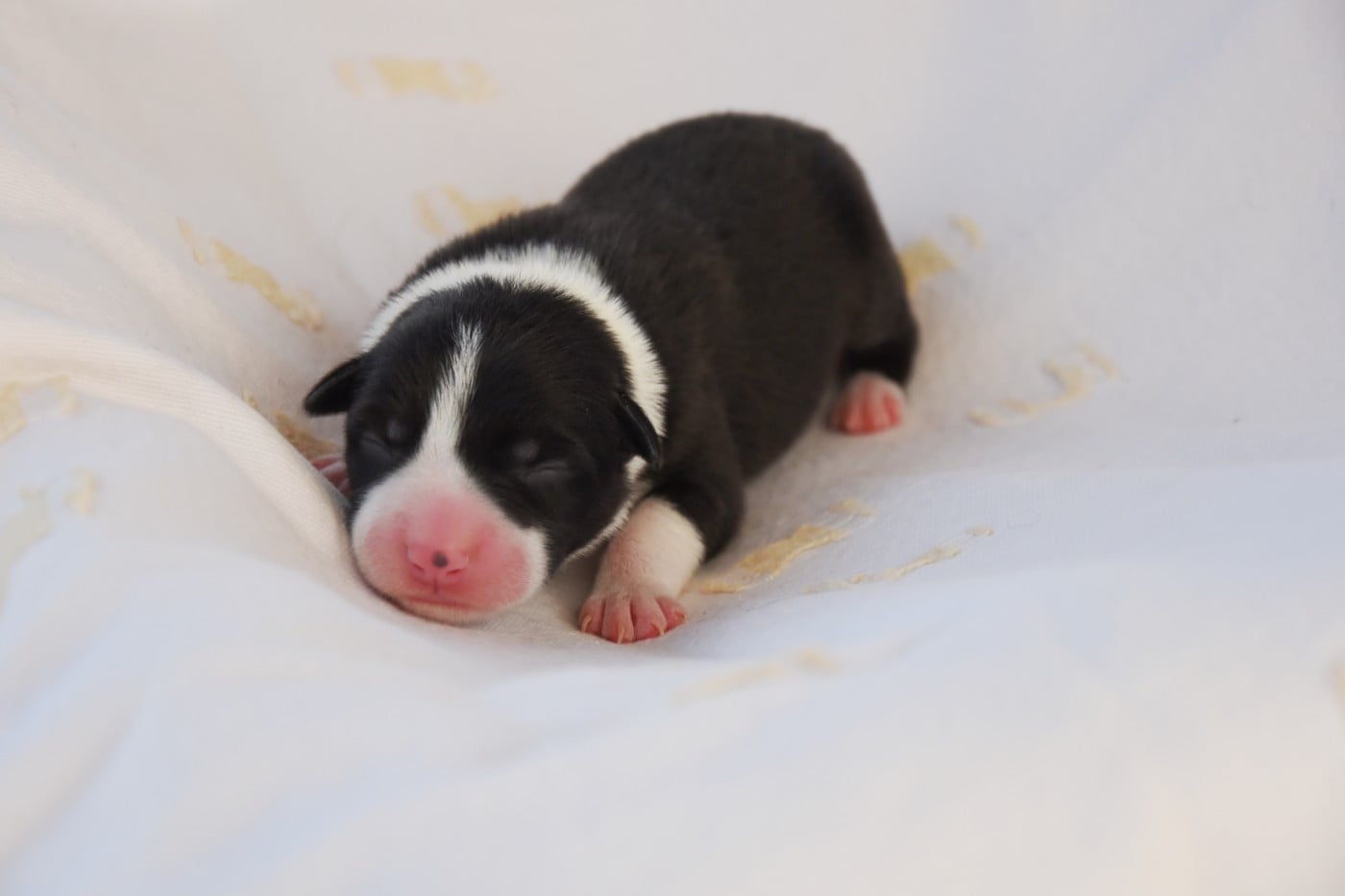 Mâle 2 - Border Collie