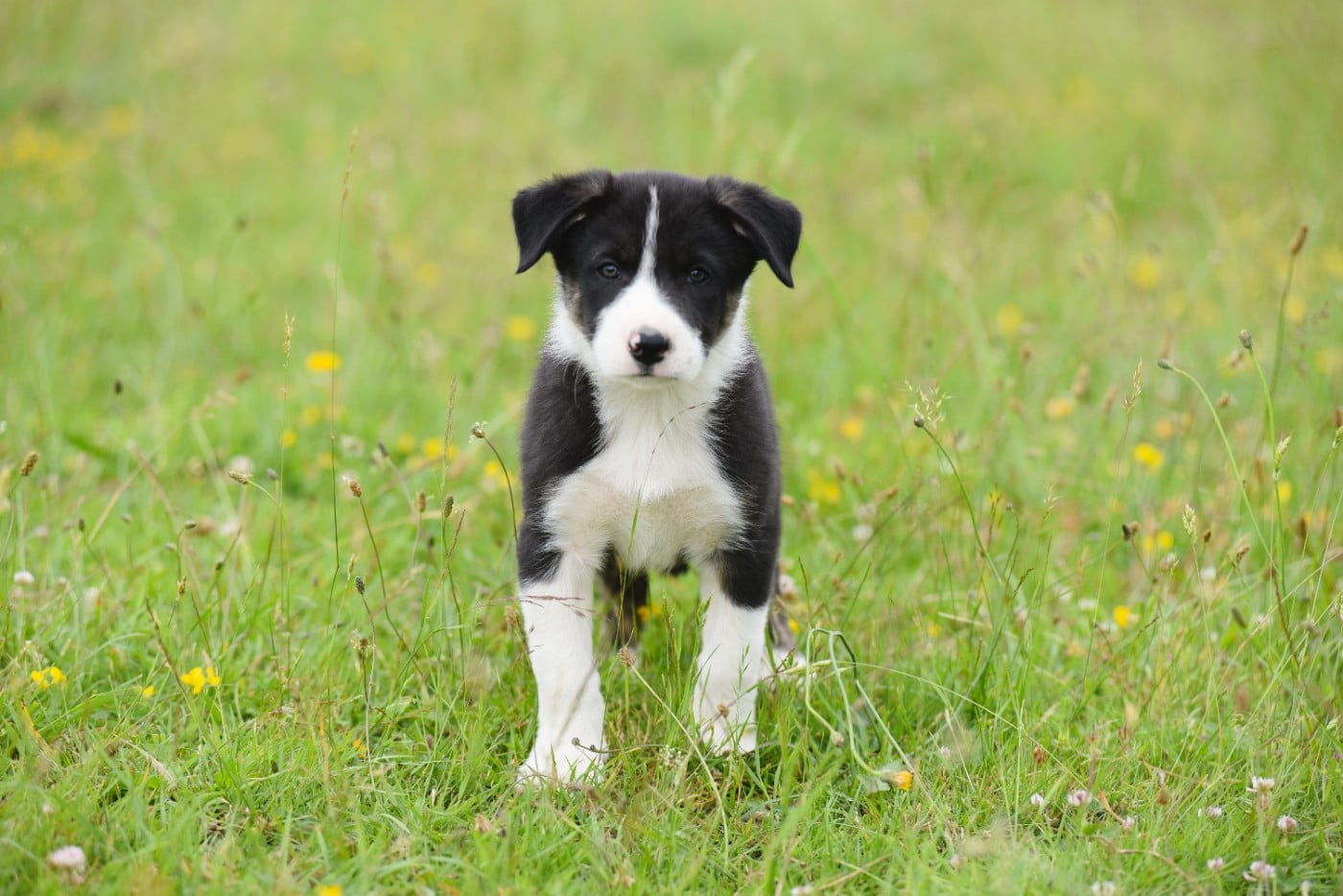 Buzzer - Border Collie