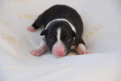 Les chiots de Border Collie