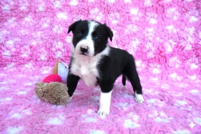 Les chiots de Border Collie