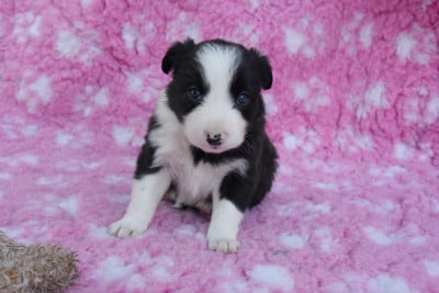 Les chiots de Border Collie