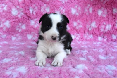 Les chiots de Border Collie