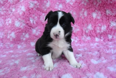 Les chiots de Border Collie