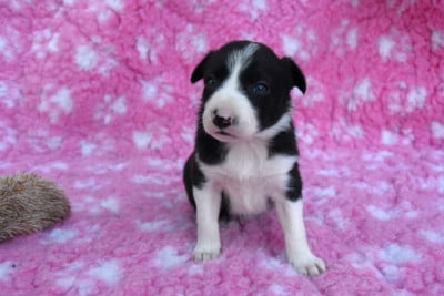 Les chiots de Border Collie