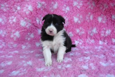 Les chiots de Border Collie