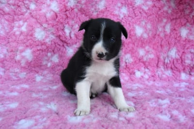 Les chiots de Border Collie