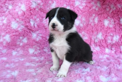 Les chiots de Border Collie