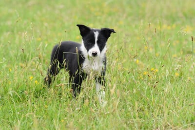 Les chiots de Border Collie