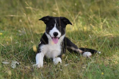 Les chiots de Border Collie
