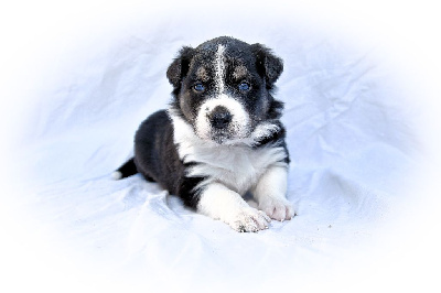 Les chiots de Border Collie