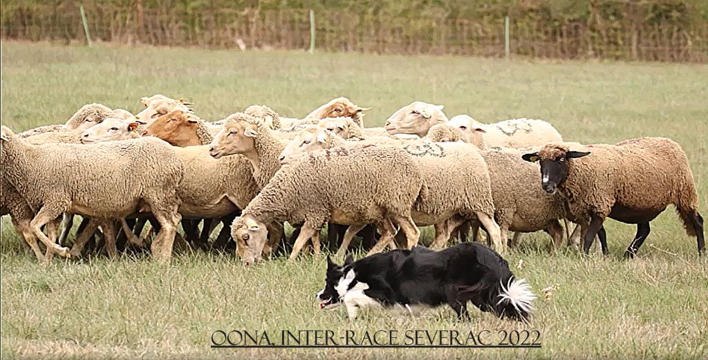 Oona du clocher tord - 1er Excellent