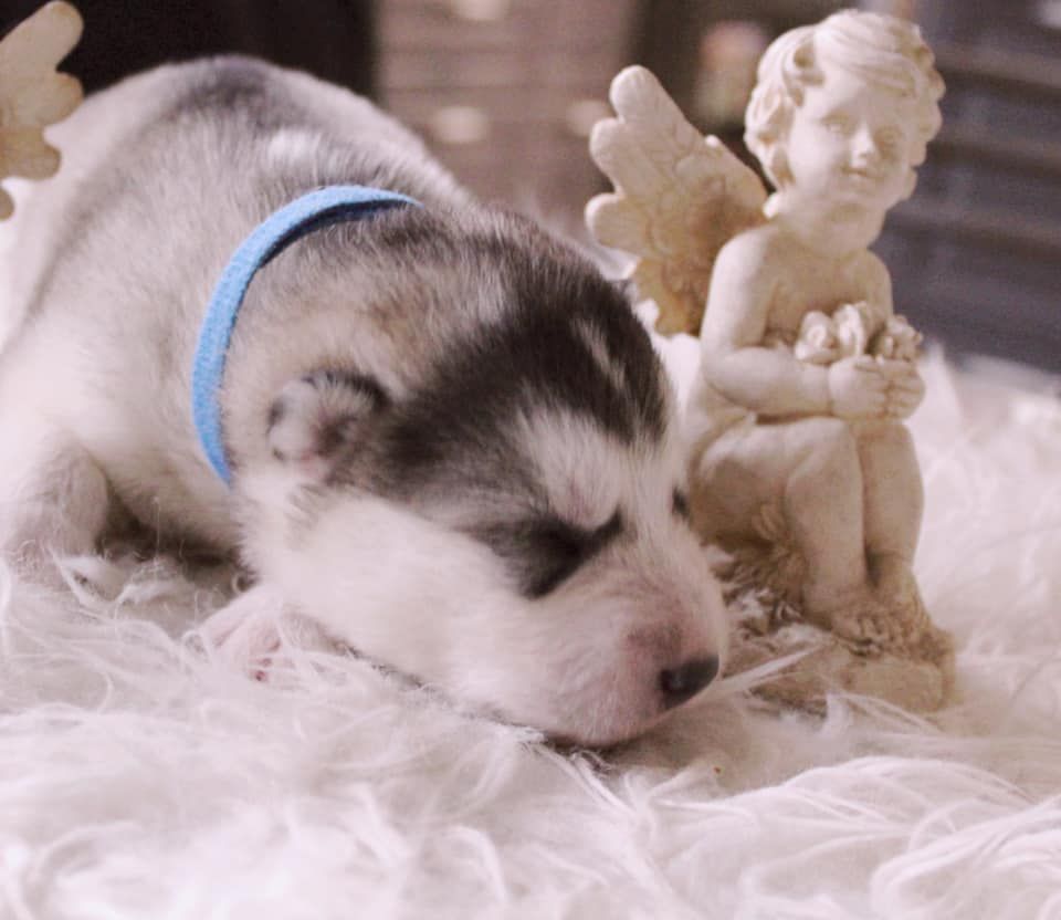 Rocket - Alaskan Malamute