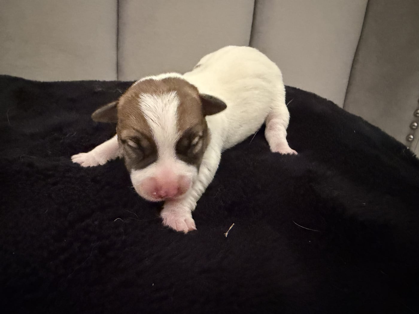 Chiot N°2 - Jack Russell Terrier